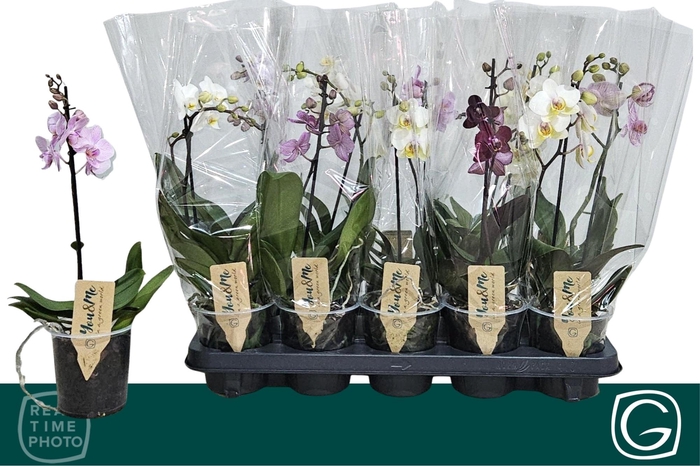 <h4>PHAL MF GEM 4 KL</h4>