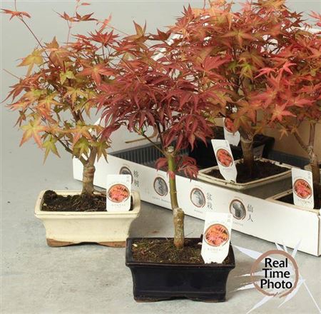 <h4>Bonsai Ov Acer</h4>