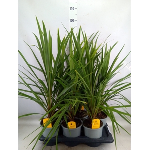 Cordyline indivisa 'Peko'