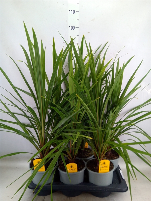 <h4>Cordyline indivisa 'Peko'</h4>