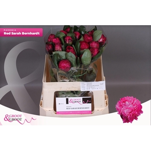 Paeonia Red Sarah Bernhardt | Heavy Quality