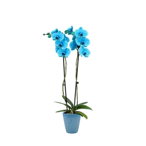 Polystone Wave Light Blue Phal I Am Ocean Blue 2T14+
