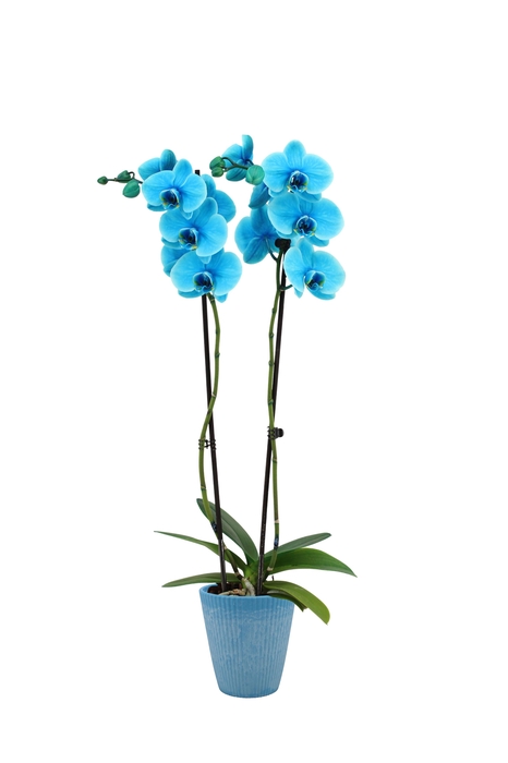 <h4>Polystone Wave Light Blue Phal I Am Ocean Blue 2T14+</h4>