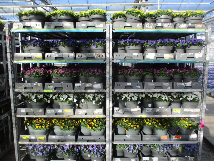 <h4>VIO CO MIXK</h4>