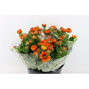 Calendula Oranje Ptk