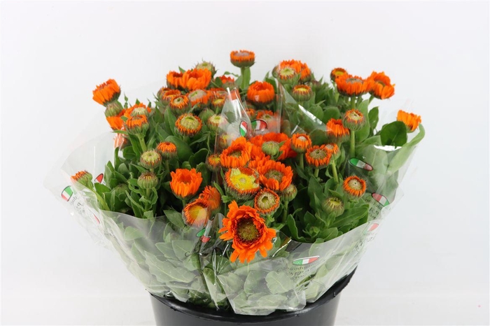 <h4>Calendula Oranje Ptk</h4>