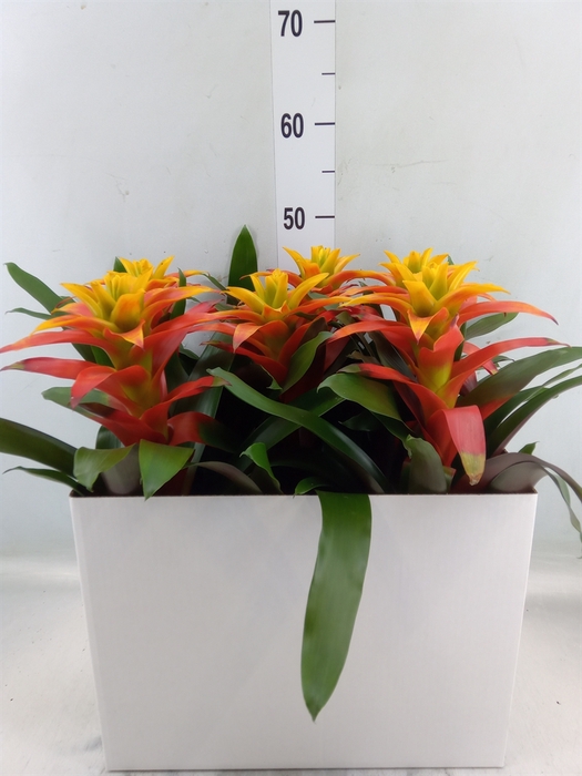 <h4>Guzmania  'Fiero Yellow'</h4>