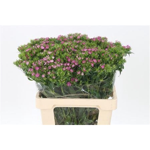 Di Barb Pink Amazone