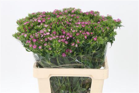 <h4>Di Barb Pink Amazone</h4>