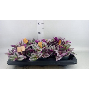 Tradescantia cerinth. 'Nanouk'