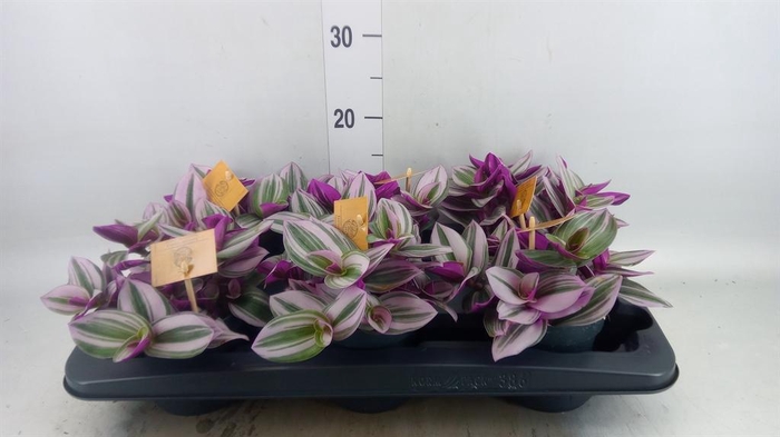 <h4>Tradescantia cerinth. 'Nanouk'</h4>