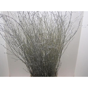 Betula Platina L120