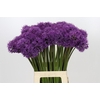 Allium Gladiator