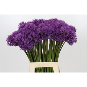 Allium Gladiator