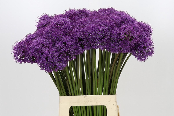 <h4>Allium Gladiator</h4>