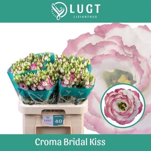 Eus G Croma Brid Kis