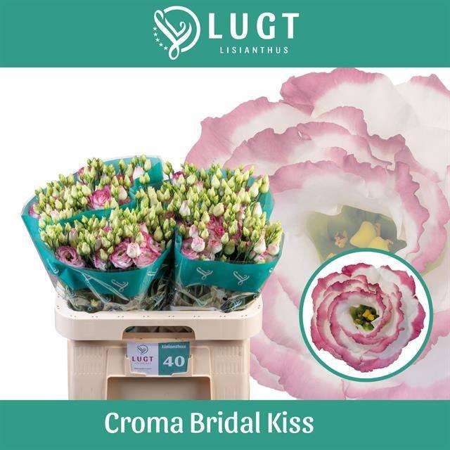 <h4>Eus G Croma Brid Kis</h4>