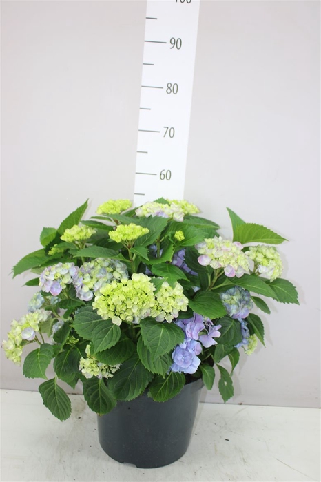 <h4>Hydrangea Macr Hi River Pink 20+</h4>