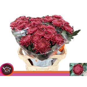 CHR G BIGOUDI RED