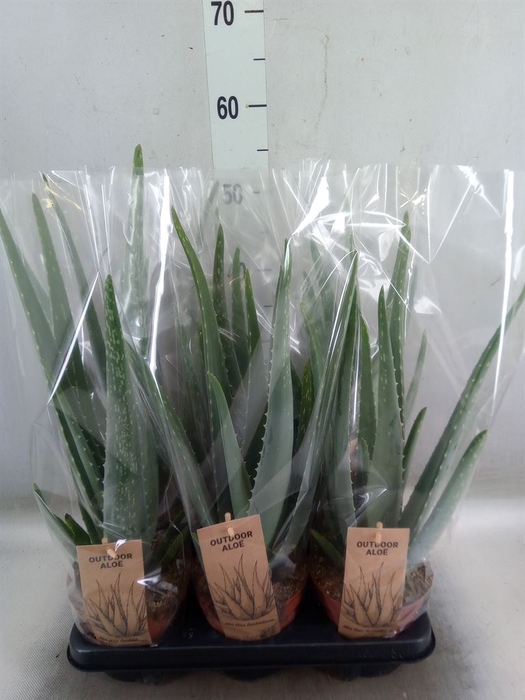 <h4>Aloe vera</h4>