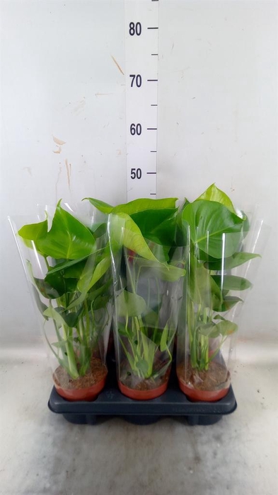 <h4>Monstera   ...</h4>