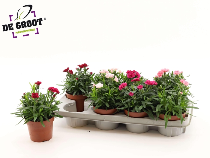 <h4>DIAN OSC GEM</h4>