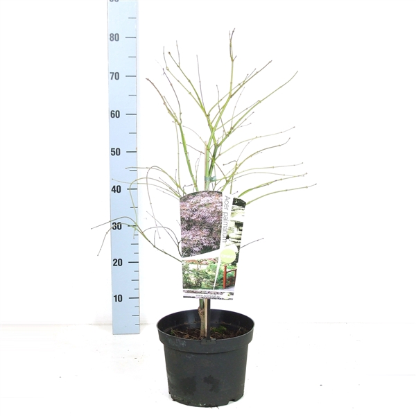 <h4>Acer palmatum 'Ornatum' P23 Full CC</h4>