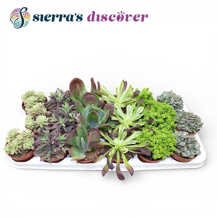 <h4>Discover® - Barcelona Succulents Mix (Exclusive)</h4>