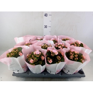 Kalanchoe blos.   ..rosebud