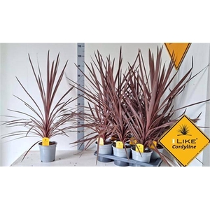 CORD AUS RED STAR