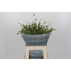 Chasmanthium Green