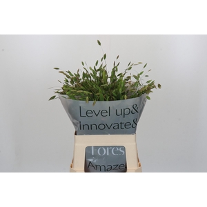 Chasmanthium Green