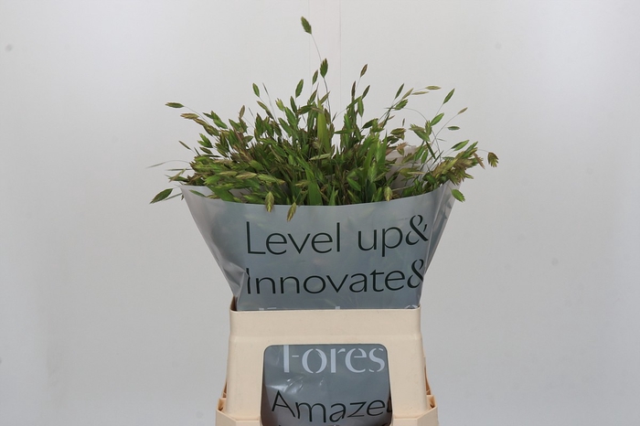 <h4>Chasmanthium Green</h4>