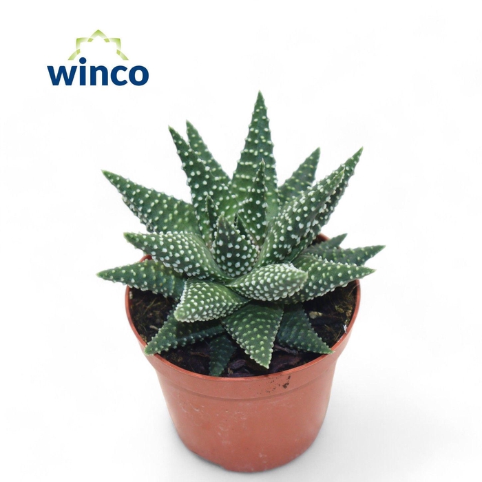 <h4>Haworthia Margaritifera</h4>