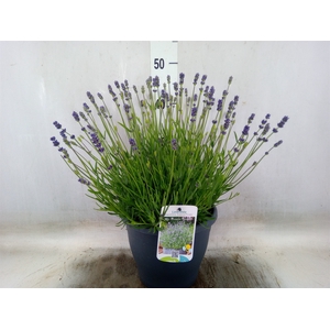 Lavandula angus. 'Essence Pure'