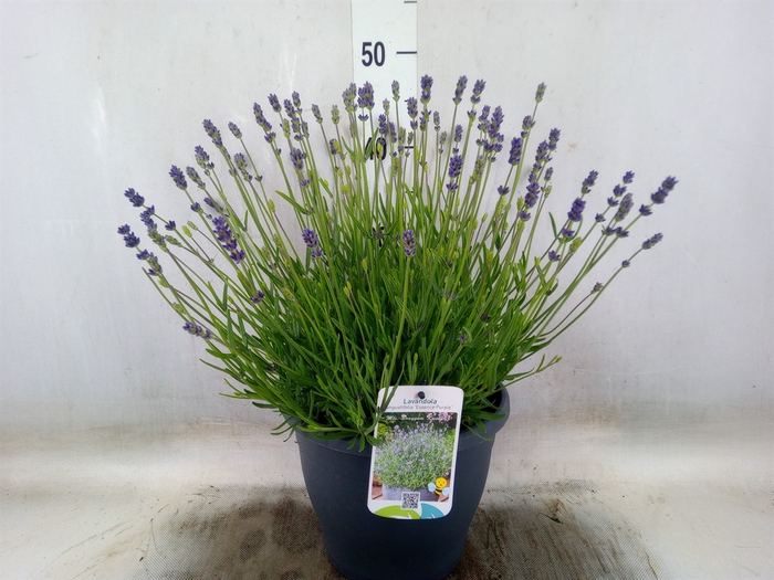 <h4>Lavandula angus. 'Essence Pure'</h4>
