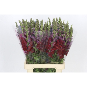 Antirrhinum Potomac Red