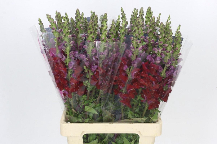 Antirrhinum Potomac Red