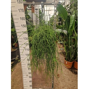 Rhipsalis pulchra