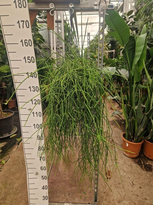 <h4>Rhipsalis pulchra</h4>