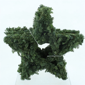 Moss Star Medium (closed)