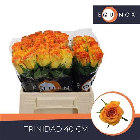 <h4>R Gr Trinidad 40cm</h4>