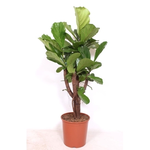 Ficus lyrata