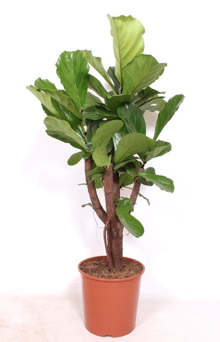 <h4>Ficus lyrata</h4>