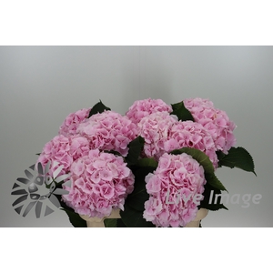 Hydrangea verena