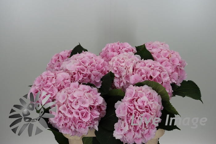 <h4>Hydrangea verena</h4>