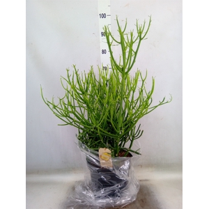 Euphorbia tirucalli