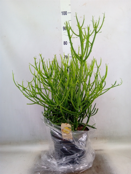 <h4>Euphorbia tirucalli</h4>