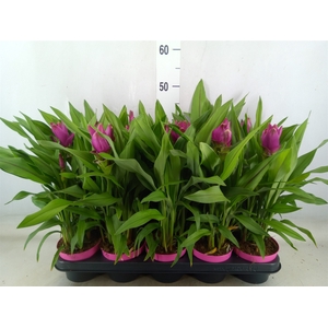 Curcuma alism. 'Siam Sublime'
