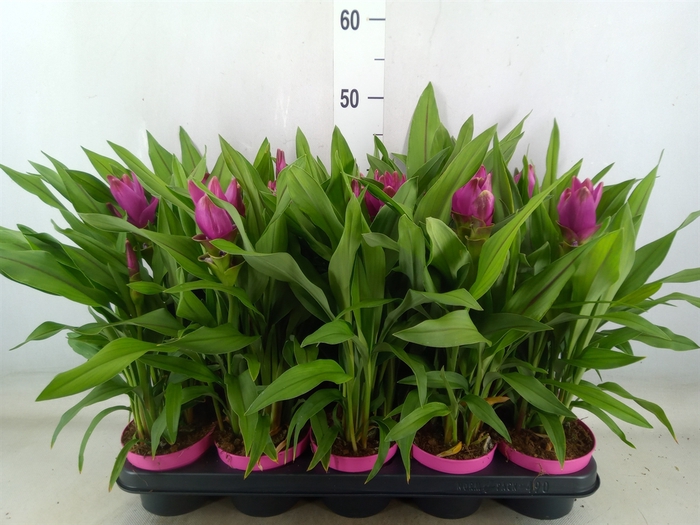 <h4>Curcuma alism. 'Siam Sublime'</h4>